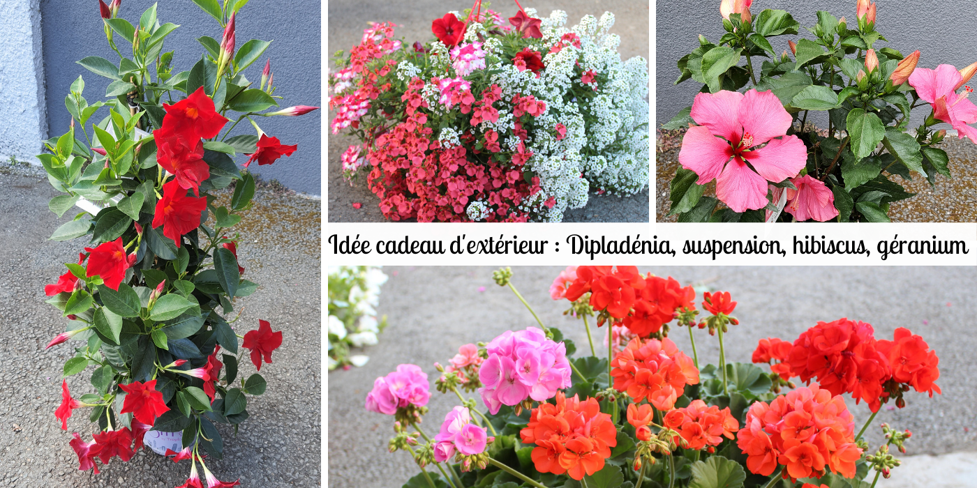 Idée cadeau de plantes d'extérieur, les dipladénias, géraniums, hibiscus et mélanges de fleurs