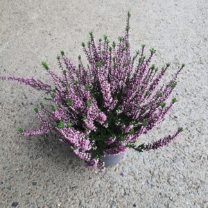 Bruyère mauve Ø12