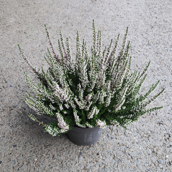 Bruyère blanche Ø12