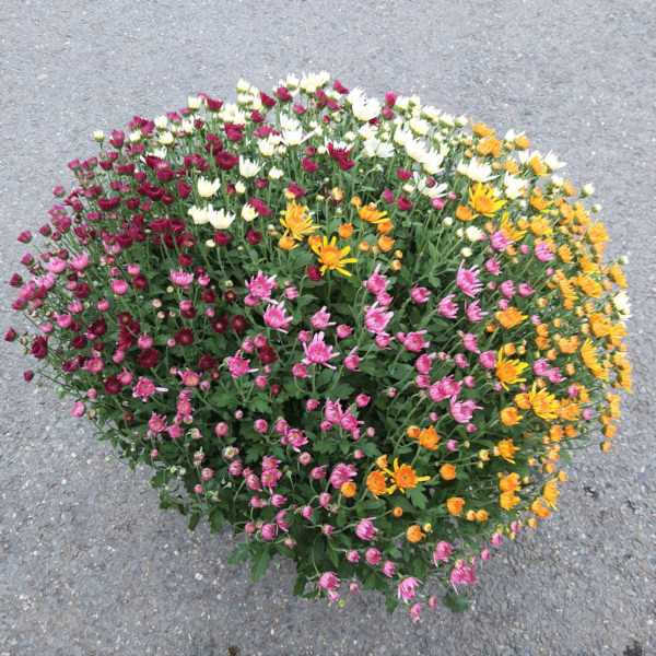 Pot de petites fleurs 4 couleurs – Image 2