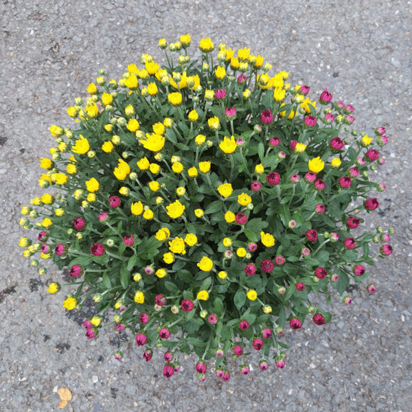 Pot de petites fleurs 2 couleurs