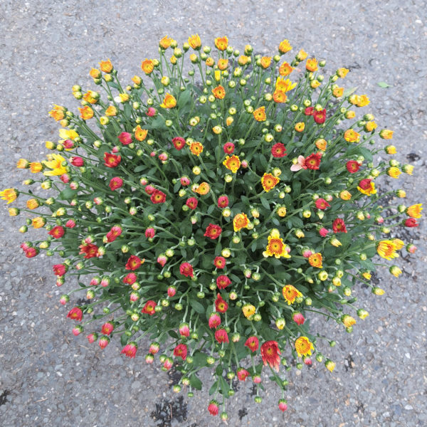 Pot de petites fleurs 2 couleurs – Image 2