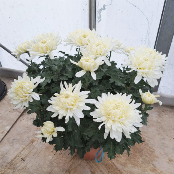 Pot de grosses fleurs Ø17 – Image 2