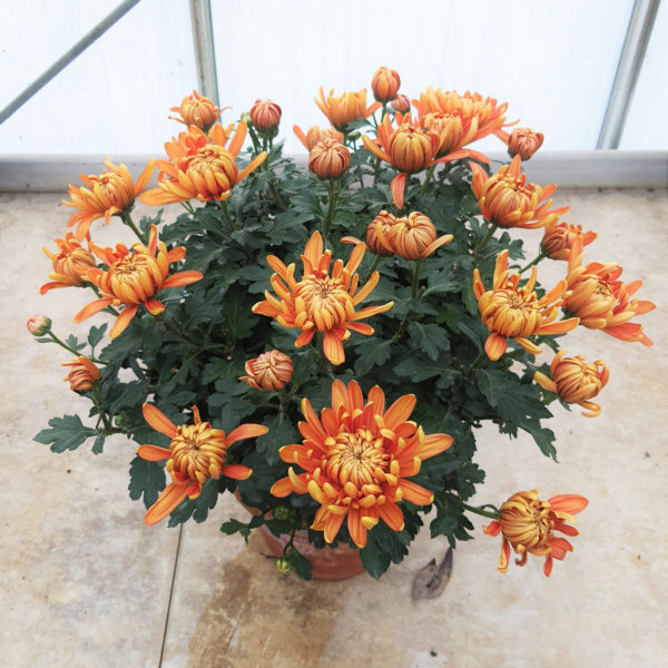 Pot de grosses fleurs Ø25