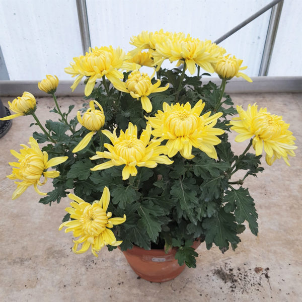 Pot de grosses fleurs Ø17