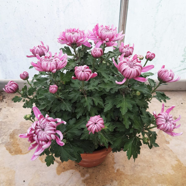 Pot de grosses fleurs Ø25 – Image 2