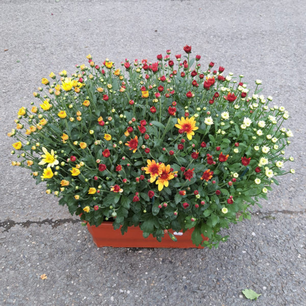 Jardinière de petites fleurs multicolore – Image 2