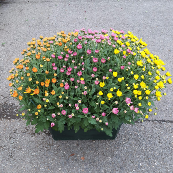 Jardinière de petites fleurs multicolore