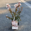 Lagerstroemia en pot de 3L – Image 2
