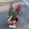 Lagerstroemia en pot de 3L – Image 3