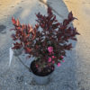 Lagerstroemia en pot de 3L