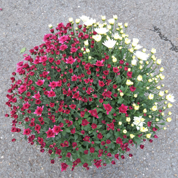 Pot de petites fleurs 3 couleurs – Image 2