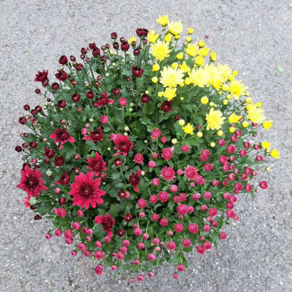Pot de petites fleurs 3 couleurs – Image 3
