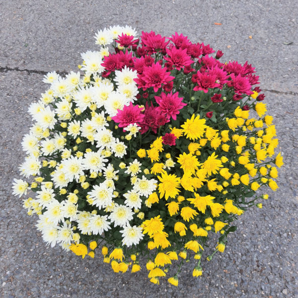Pot de petites fleurs 3 couleurs