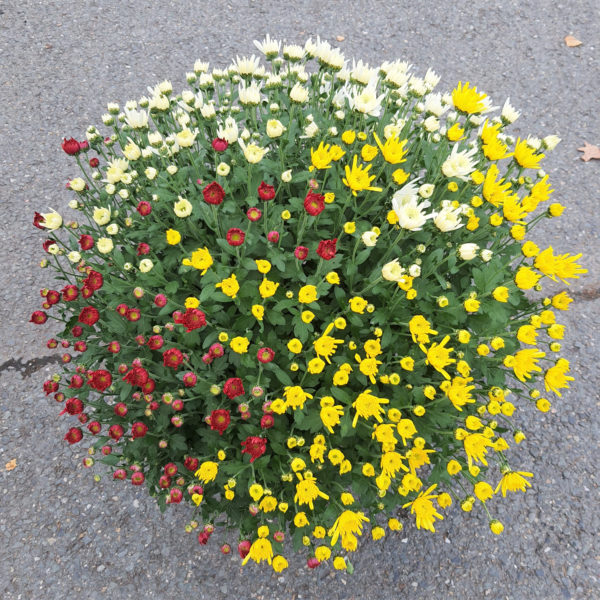 Pot de petites fleurs 3 couleurs