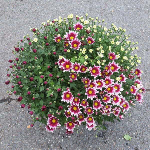 Pot de petites fleurs 3 couleurs – Image 2