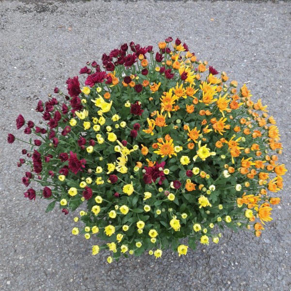 Pot de petites fleurs 3 couleurs – Image 3