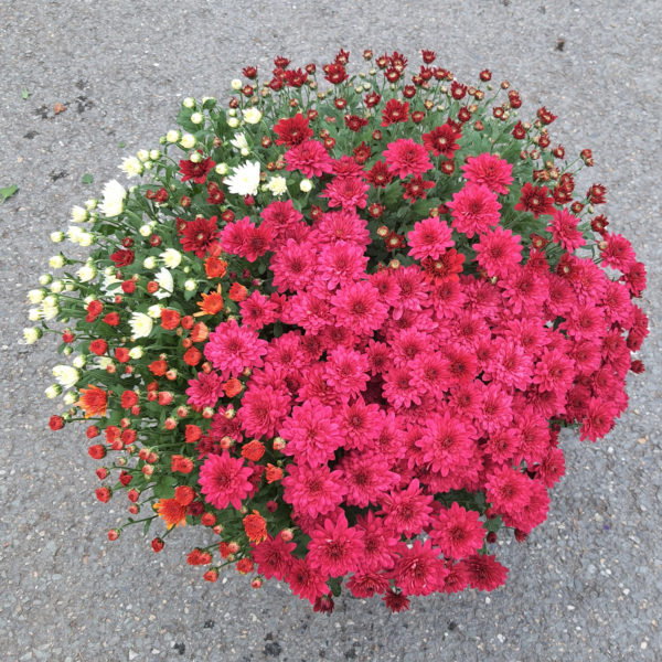 Pot de petites fleurs 4 couleurs