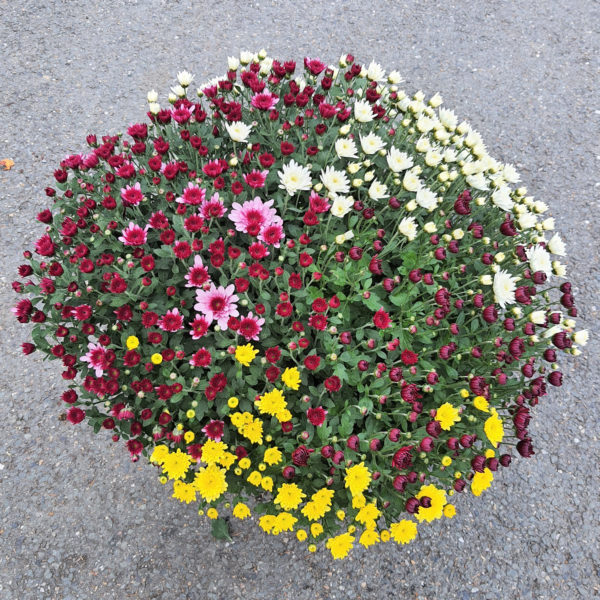 Pot de petites fleurs 4 couleurs – Image 2
