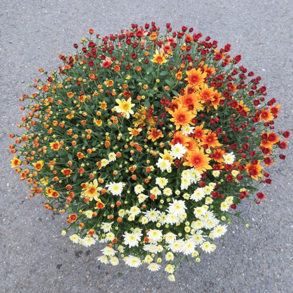 Pot de petites fleurs 4 couleurs