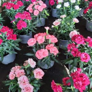 Oeillet vivace en pot Ø10