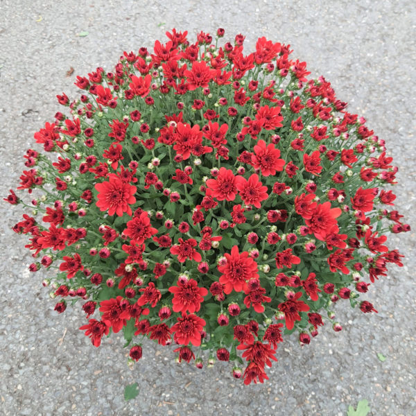 Pot de petites fleurs unicolore