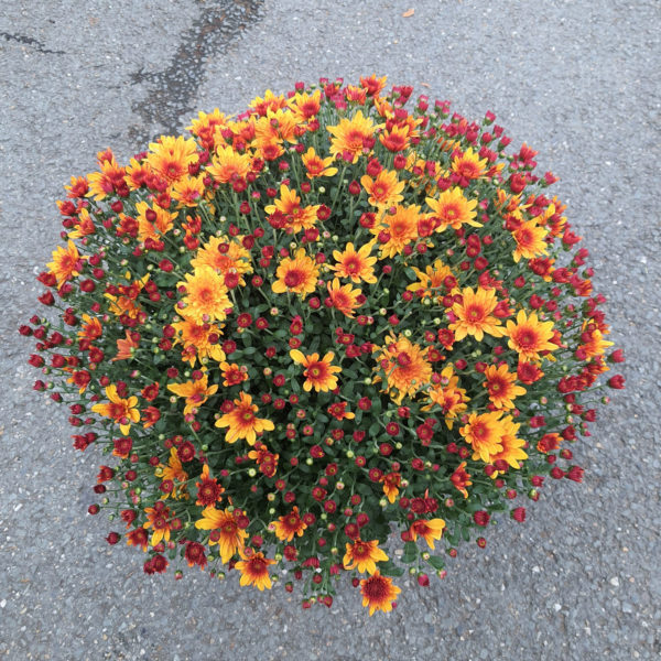 Pot de petites fleurs unicolore