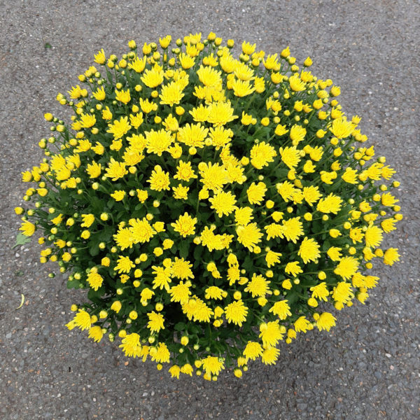 Pot de petites fleurs unicolore – Image 3