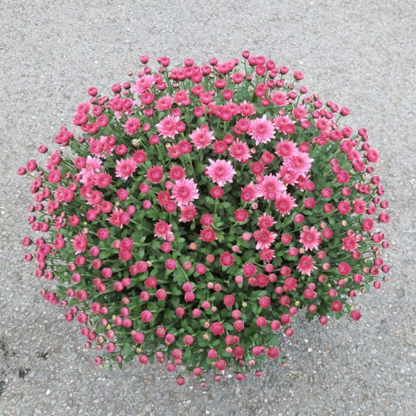 Pot de petites fleurs unicolore – Image 2