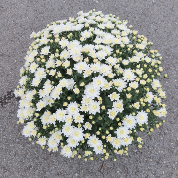 Pot de petites fleurs unicolore