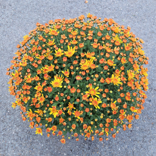 Pot de petites fleurs unicolore – Image 2