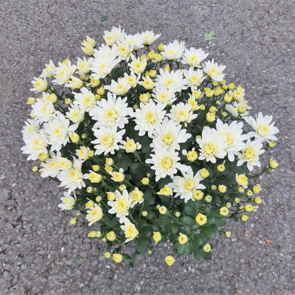 Pot de petites fleurs unicolore