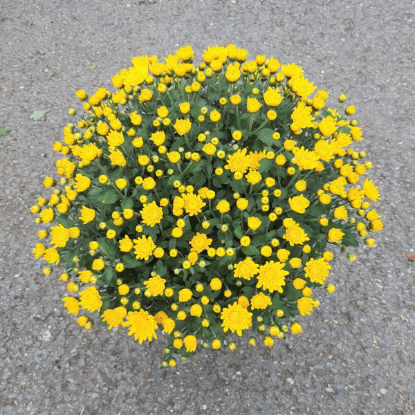Pot de petites fleurs unicolore – Image 2