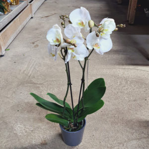Orchidée 2 branches blanche