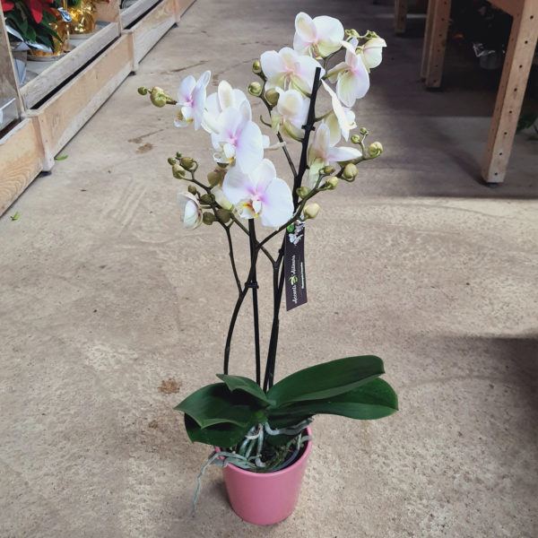 Orchidée 2 branches blanche à coeur lilas