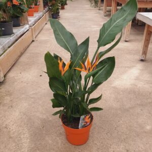 Oiseau du Paradis en pot en Ø17