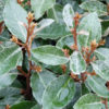 Eleagnus "Ebbingei"