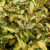 Eleagnus "Maryline"