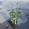 Eleagnus ebbingei 2L
