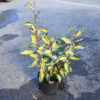Eleagnus "Maryline" 3L