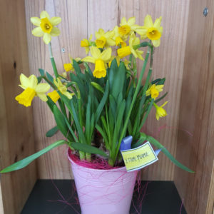 Jonquille en pot et son pot en zinc rose fête des mamies