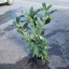 Laurier palme 2L