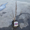 Magnolia "Susan" 5L
