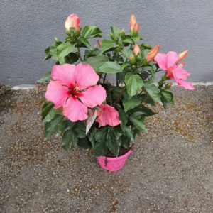 Hibiscus longlife rose en pot Ø20