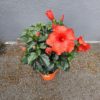 Hibiscus longlife orange en pot Ø20