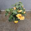 Hibiscus longlife jaune en pot Ø20