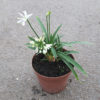 Agapanthe blanche en pot de 2L
