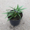 Agapanthe bleue en pot de 2L
