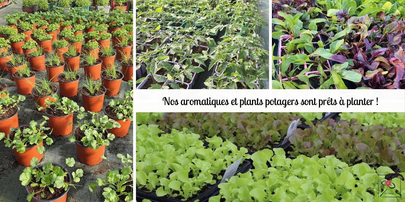 Nos aromatiques et nos plants potagers sont prêts à planter !
