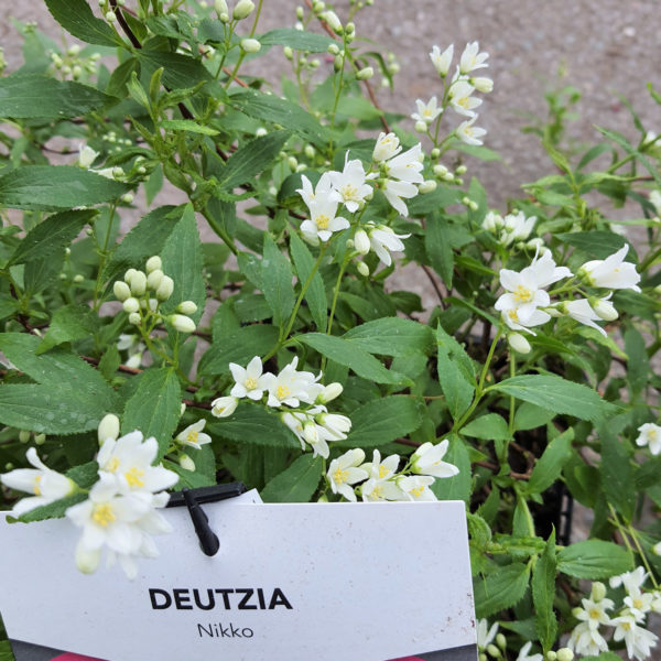 Détail de fleurs de deutzia "Nikko" en pot de 4L